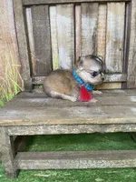 Tiny Miso, a female Chihuahua for sale in Starr, SC – Photo 2 of 4