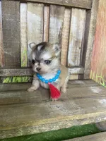 Tiny Miso, a female Chihuahua for sale in Starr, SC – Photo 1 of 4
