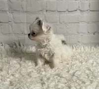 Ace, a male Chihuahua for sale in Starr, SC – Photo 4 of 6