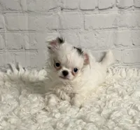 Ace, a male Chihuahua for sale in Starr, SC – Photo 1 of 6