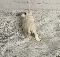 Ace, a male Chihuahua for sale in Starr, SC – Photo 6 of 6