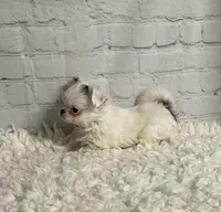 Ace, a male Chihuahua for sale in Starr, SC – Photo 2 of 6