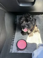 Sage, a female Miniature Goldendoodle for sale in Los Angeles, CA – Photo 2 of 2