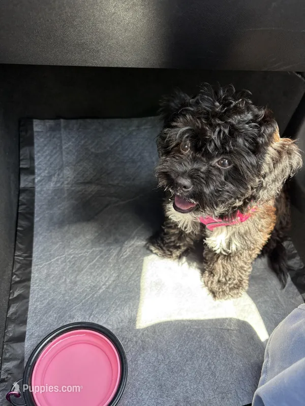 Sage – Miniature Goldendoodle puppy for sale in Los Angeles, CA