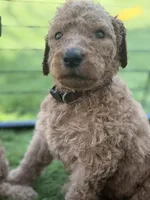 Acorn F1B standard, a male Goldendoodle for sale in Trinity, FL – Photo 3 of 3