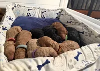 Acorn F1B standard, a male Goldendoodle for sale in Trinity, FL – Photo 2 of 3