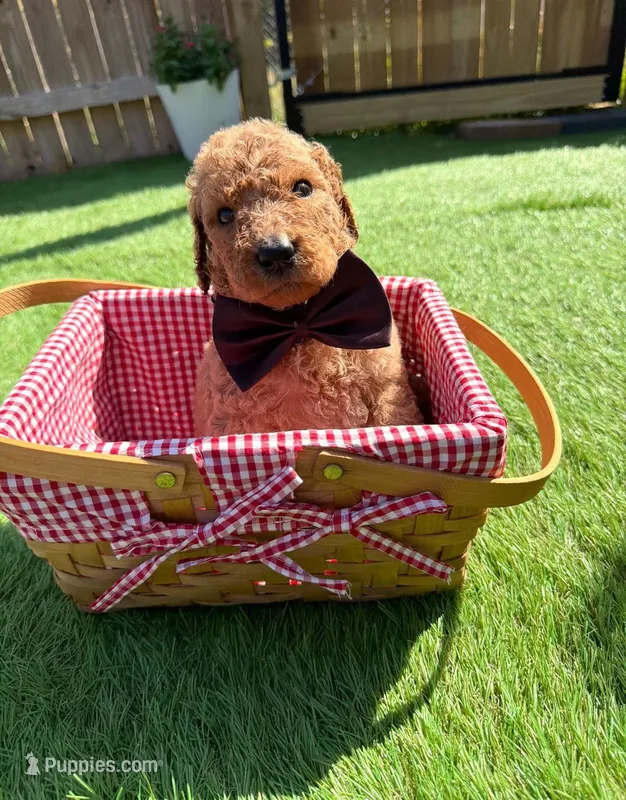 Acorn F1B standard – Goldendoodle puppy for sale in Trinity, FL