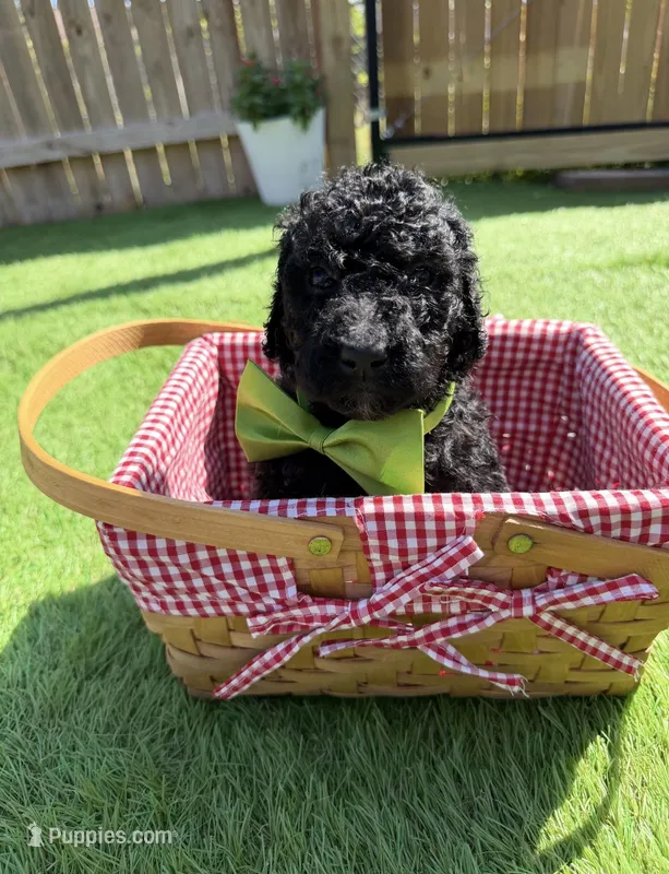 Peanut F1B standard – Goldendoodle puppy for sale in Trinity, FL