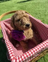 Pecan F1B standard, a female Goldendoodle for sale in Trinity, FL – Photo 2 of 5
