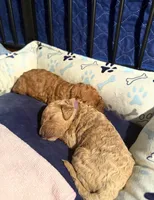 Pecan F1B standard, a female Goldendoodle for sale in Trinity, FL – Photo 4 of 5