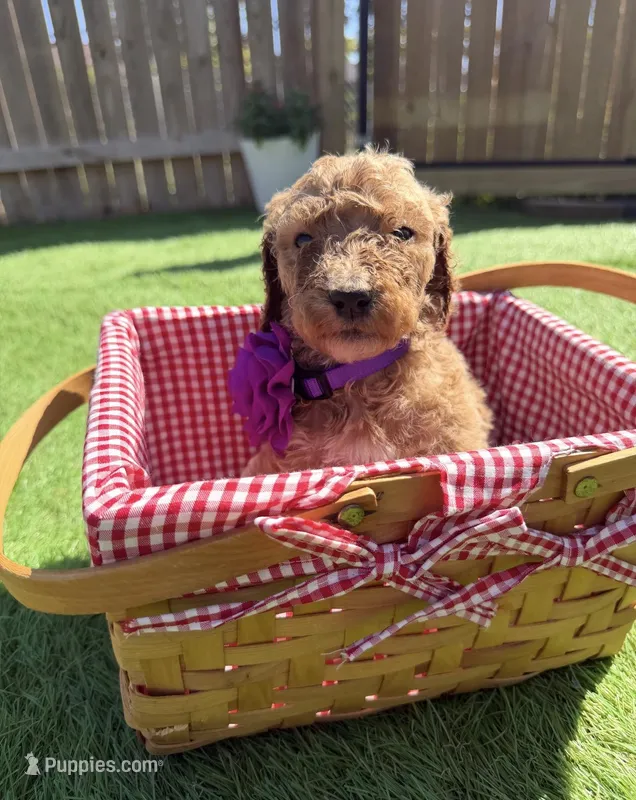 Pecan F1B standard – Goldendoodle puppy on hold in Trinity, FL