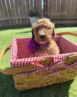Pecan F1B standard, a female Goldendoodle for sale in Trinity, FL – Photo 1 of 5