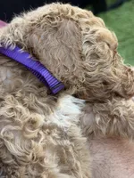 Pecan F1B standard, a female Goldendoodle for sale in Trinity, FL – Photo 5 of 5