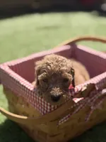 Walnut F1B standard, a female Goldendoodle for sale in Trinity, FL – Photo 4 of 4