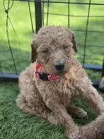 Walnut F1B standard, a female Goldendoodle for sale in Trinity, FL – Photo 3 of 4