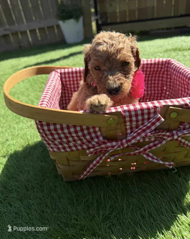 Walnut F1B standard – Goldendoodle puppy for sale in Trinity, FL