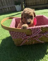 Walnut F1B standard, a female Goldendoodle for sale in Trinity, FL – Photo 1 of 4