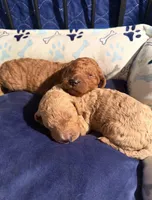 Almond F1B standard , a female Goldendoodle for sale in Trinity, FL – Photo 2 of 4