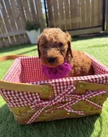 Almond F1B standard , a female Goldendoodle for sale in Trinity, FL – Photo 3 of 4