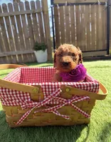 Almond F1B standard , a female Goldendoodle for sale in Trinity, FL – Photo 1 of 4