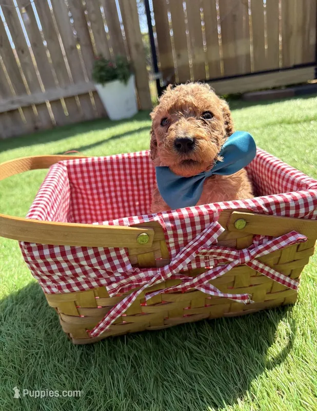 Cashew F1B standard – Goldendoodle puppy for sale in Trinity, FL
