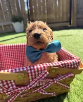 Cashew F1B standard, a male Goldendoodle for sale in Trinity, FL – Photo 2 of 3