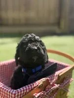 Butternut F1B standard, a male Goldendoodle for sale in Trinity, FL – 6 of 6