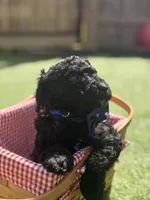 Butternut F1B standard, a male Goldendoodle for sale in Trinity, FL – 5 of 6