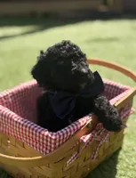 Butternut F1B standard, a male Goldendoodle for sale in Trinity, FL – 1 of 6