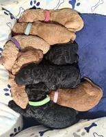 Butternut F1B standard, a male Goldendoodle for sale in Trinity, FL – 4 of 6
