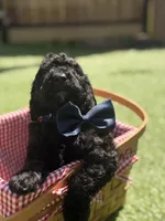 Butternut F1B standard, a male Goldendoodle for sale in Trinity, FL – 3 of 6