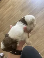 Female , a female Shih Tzu for sale in Flat Rock, AL – Photo 2 of 2