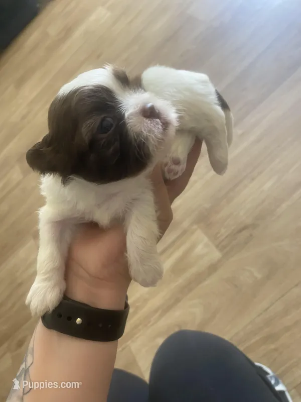 Female  – Shih Tzu puppy for sale in Flat Rock, AL
