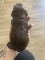 male, a male Shih Tzu for sale in Flat Rock, AL – Photo 2 of 2