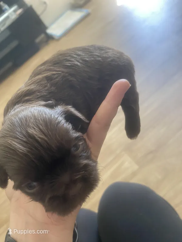 male – Shih Tzu puppy for sale in Flat Rock, AL