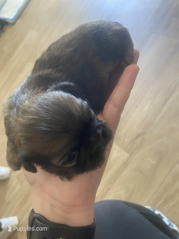 Female  – Shih Tzu puppy for sale in Flat Rock, AL