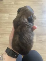 Female , a female Shih Tzu for sale in Flat Rock, AL – Photo 2 of 2