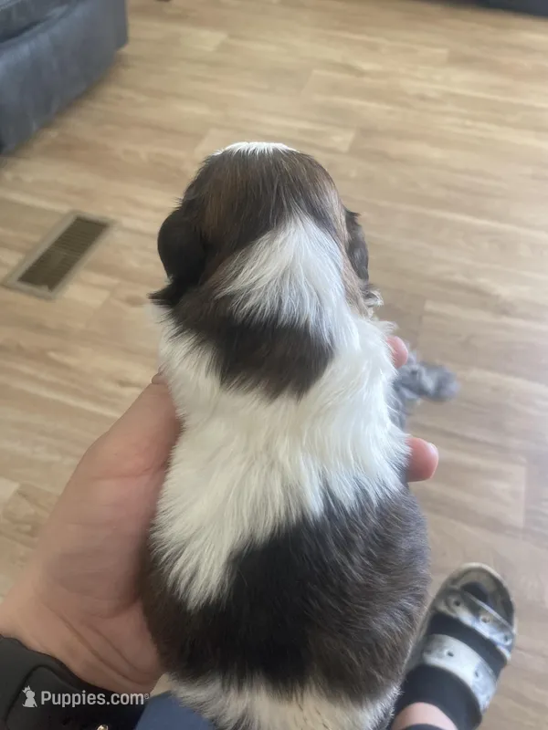 Male Tri-color – Shih Tzu puppy for sale in Flat Rock, AL