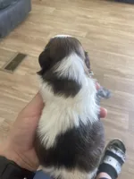 Male Tri-color, a male Shih Tzu for sale in Flat Rock, AL – Photo 1 of 2