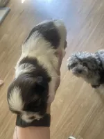 Male Tri-color, a male Shih Tzu for sale in Flat Rock, AL – Photo 2 of 2