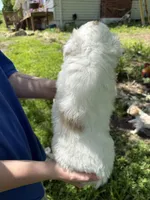 Spicy, a male Miniature Aussiedoodle for sale in Freeman, MO – 2 of 2