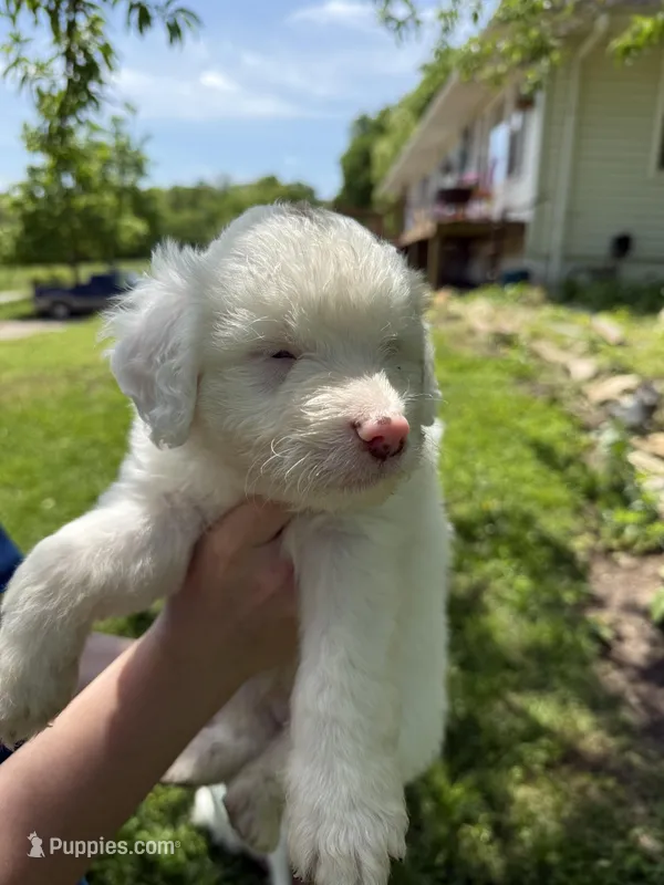 Spicy – Miniature Aussiedoodle puppy for sale in Freeman, MO