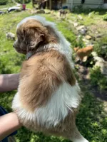 MJ, a male Miniature Aussiedoodle for sale in Freeman, MO – 2 of 2