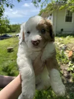 MJ, a male Miniature Aussiedoodle for sale in Freeman, MO – 1 of 2