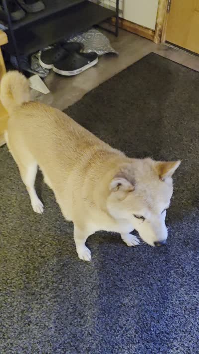 Toast, a female Shiba Inu for sale in Saint Cloud, MN – 7 of 7