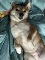 Toast, a female Shiba Inu for sale in Saint Cloud, MN – 5 of 7