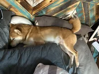 Toast, a female Shiba Inu for sale in Saint Cloud, MN – 6 of 7
