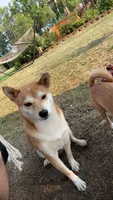 Toast, a female Shiba Inu for sale in Saint Cloud, MN – 2 of 7