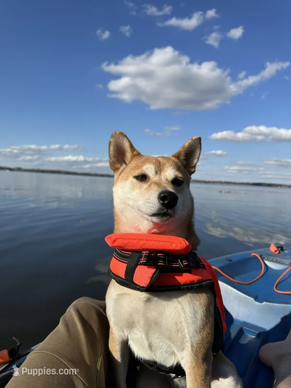 Toast – Shiba Inu puppy for sale in Saint Cloud, MN