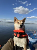 Toast, a female Shiba Inu for sale in Saint Cloud, MN – 1 of 7